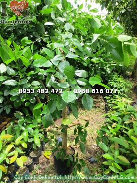 Cây osaka đỏ gốc lớn cao 1m - MS 17762