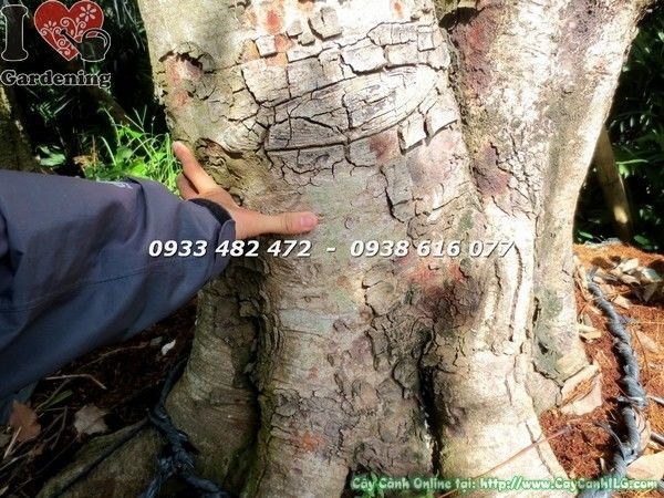 Cây Osaka Vàng cổ thụ cao 5m – hoành 120cm, hoa vàng đẹp tuyệt