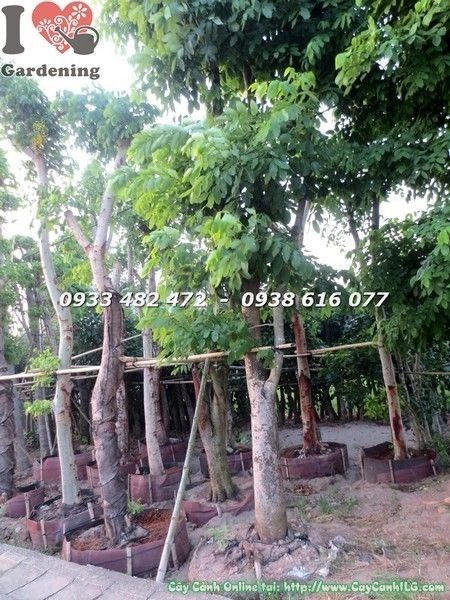 Cây Osaka Vàng cổ thụ đang dưỡng sống cao 6m – tán rộng, bóng mát