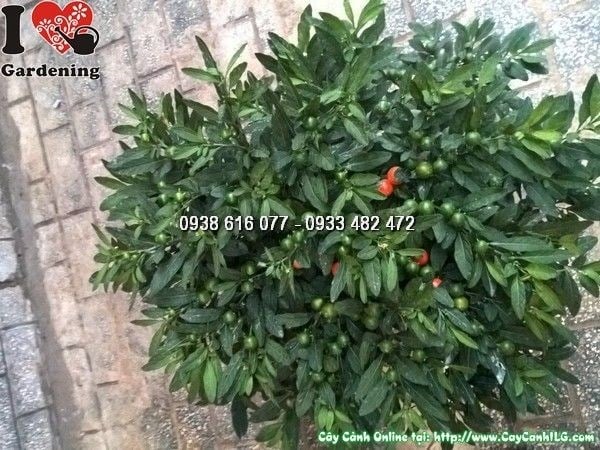 Vườn cây ớt bi tại ILG – đa dạng kích thước