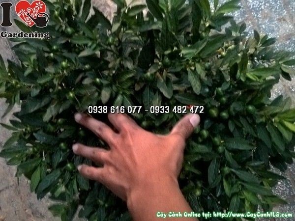 Cây ớt bi sai quả nhiều màu tại vườn ILG
