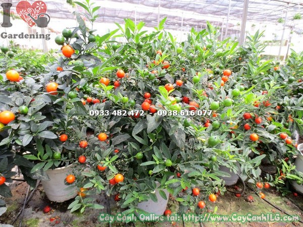 Cây ớt bi đang ra quả xanh và đỏ rất đẹp