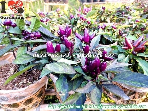 Cây ớt cảnh tím trồng chậu – sắc tím rực rỡ, thích hợp trang trí ban công, sân vườn