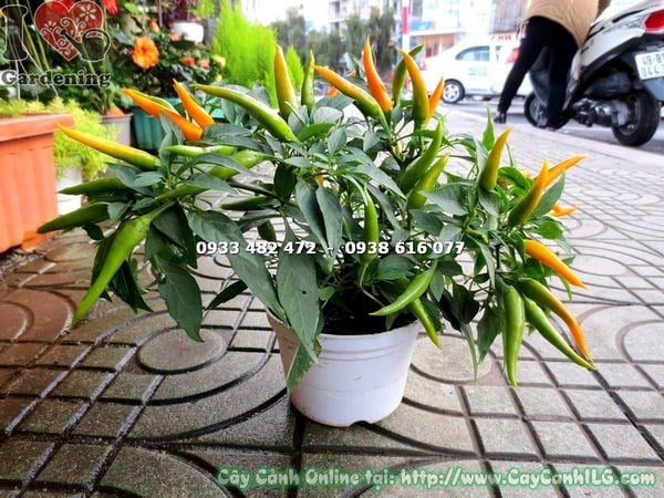 Cây ớt đổi màu cao 15cm trái đang chuyển màu từ xanh sang đỏ