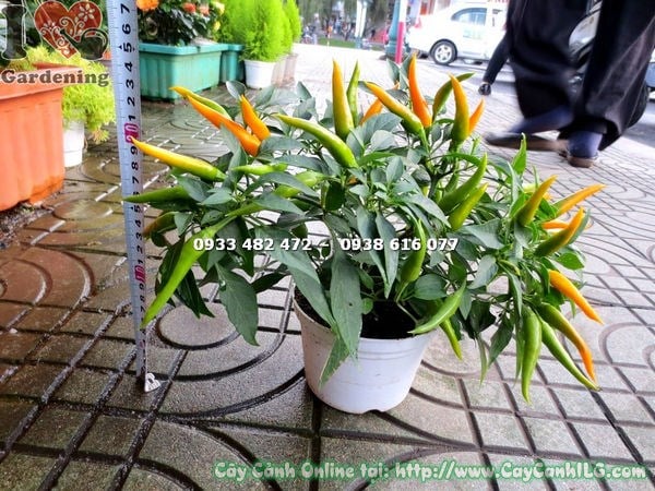 Cây ớt đổi màu cao 15cm chậu nhỏ trang trí nội thất quán cà phê