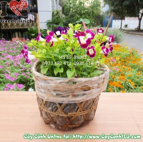 cây hoa păng xê 15cm trồng bồn hoa sân vườn