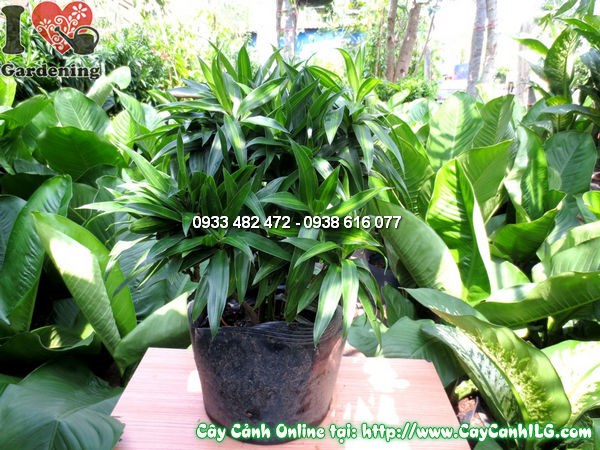 Lá cây phất dụ trúc xanh bóng đẹp, thân thẳng như trúc