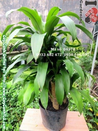 Đặc điểm cây phát tài 5 khúc – lá xanh sọc vàng, thân đốt đặc trưng