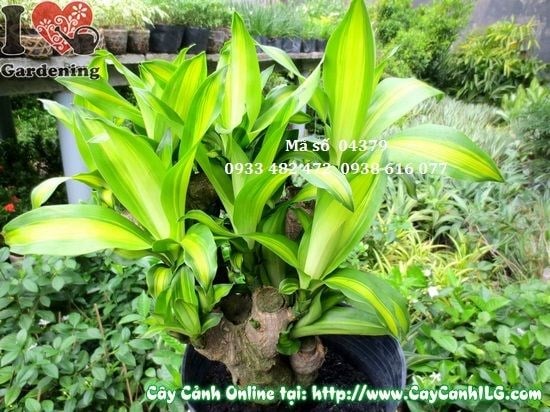 Chăm sóc cây phát tài gốc 45cm trong nhà