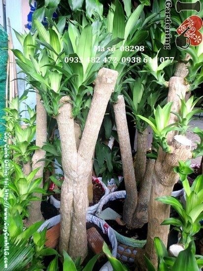 Cây phát tài gốc lớn cao 1,5m Ms 08298 tại ILG