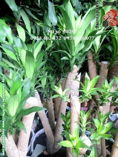Cây phát tài gốc lớn tán đẹp Ms 08297 – gốc to tán xanh mướt cao 1,7m