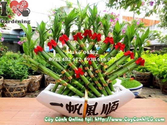Cây phát tài quạt cao 30cm – cây phong thủy chiêu tài nạp lộc
