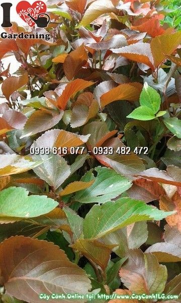 cây phổi bò trồng viền bồn ngoại thất công trình cảnh quan