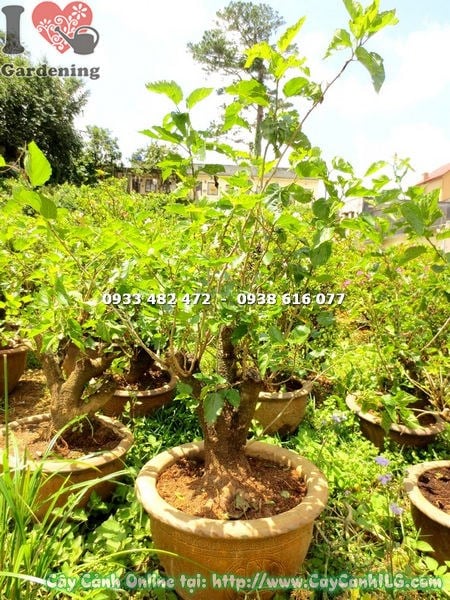 phôi bonsai dâu tằm đk 10cm vỏ sần sùi nghệ thuật
