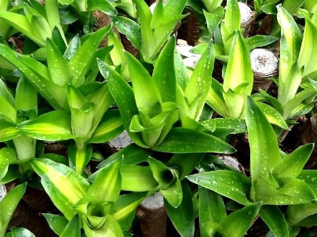 Cây phát tài khúc - ý nghĩa phong thủy tài lộc thịnh vượng