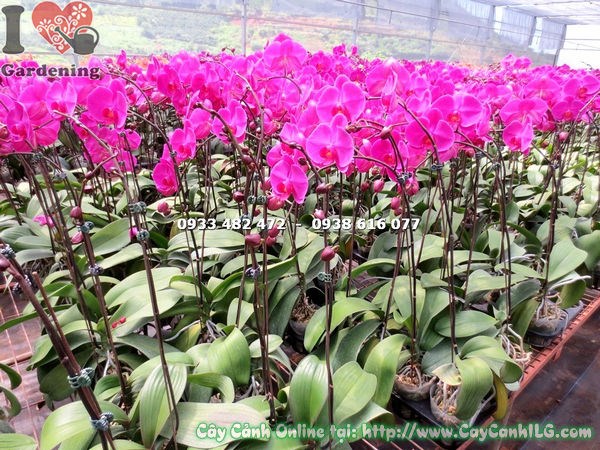 Cây phong lan hồ điệp hoa hồng Ms 14984 – sắc hồng kiêu sa