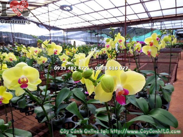 Cây phong lan hồ điệp hoa vàng nhụy đỏ Ms 14735 - ILG