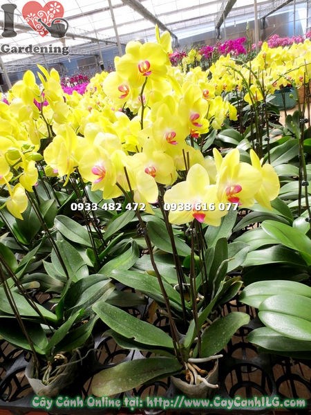 Cây lan hồ điệp hoa vàng nhụy đỏ đẹp - vườn ILG