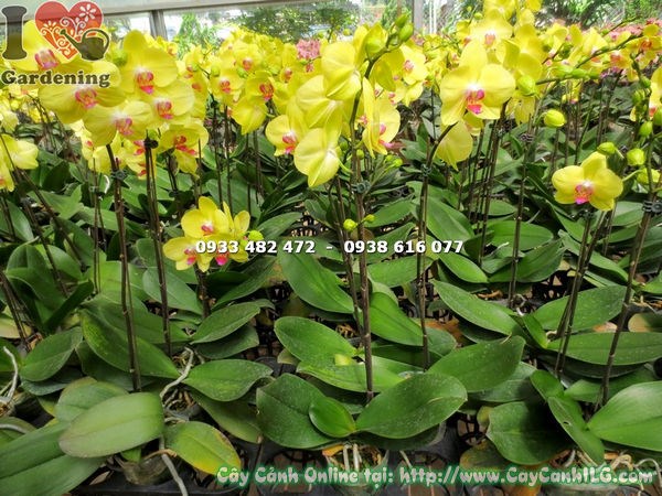 Chăm sóc phong lan hồ điệp hoa vàng nhụy đỏ