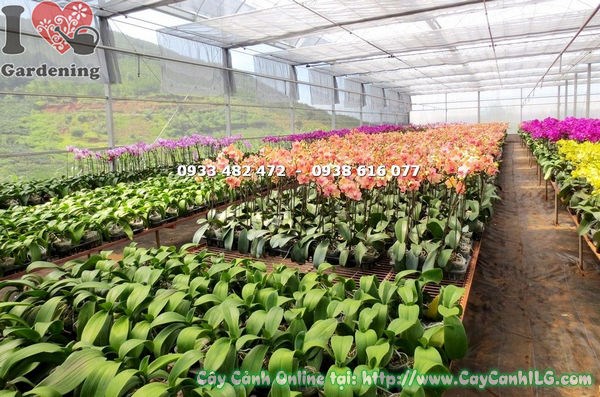 Cây phong lan hồ điệp màu cam sọc - hoa cam vân hồng đặc sắc