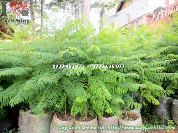 Cây phượng tím khỏe mạnh xanh tươi tại vườn ILG