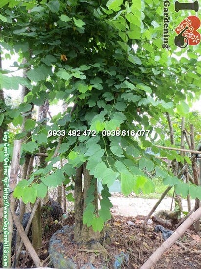 Cây hoa ban cao 5m đường kính 40cm – cây công trình cảnh quan cổ thụ
