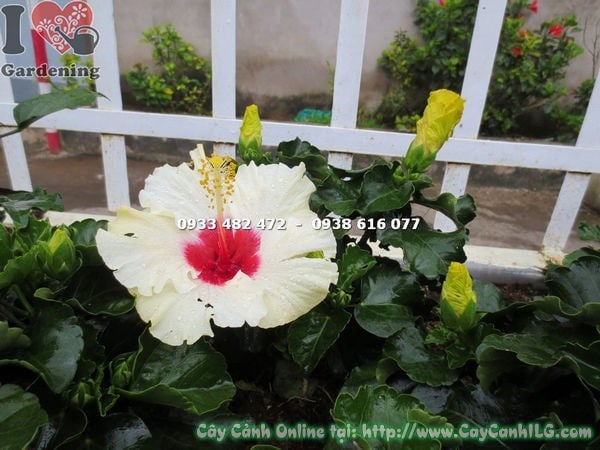 Hoa bông bụp thái trắng – cánh hoa trắng mềm mại trên nền lá xanh bóng