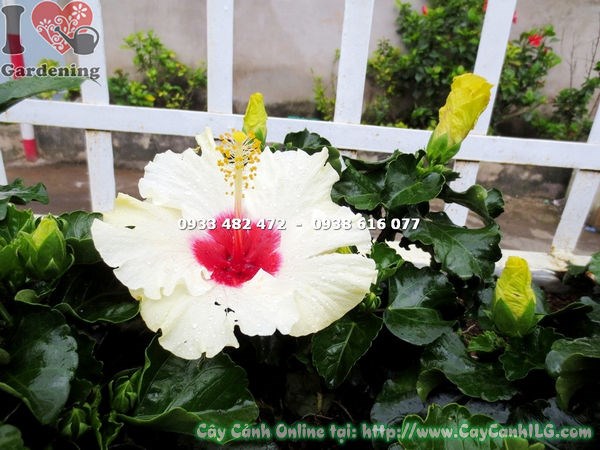 Chi tiết hoa bông bụp thái màu trắng – cánh trắng tinh trên lá xanh bóng