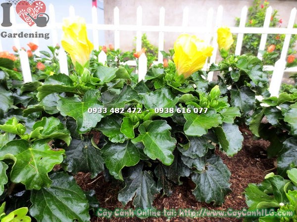 cây hoa bông bụp thái vàng trồng chậu trang trí