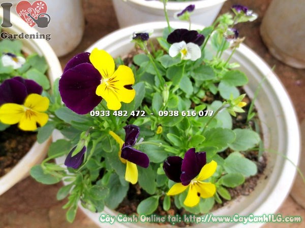 cây hoa bướm cao 15cm ms 14580 tại vườn ILG