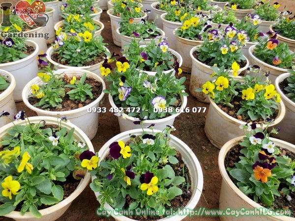 cây hoa bướm trồng chậu trang trí sân vườn