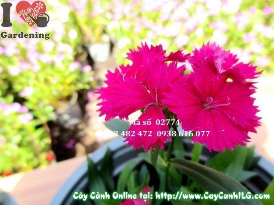 Cây hoa cẩm chướng nhỏ 10cm phù hợp trồng bồn hoa sân vườn