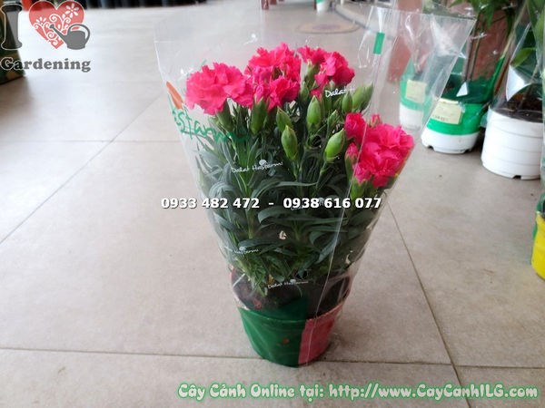 Cây hoa cẩm chướng màu đỏ cao 20cm Ms 16581 tại ILG