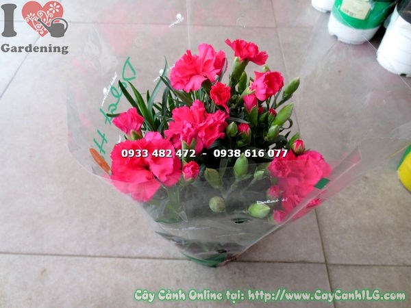 Cây hoa cẩm chướng đỏ trồng chậu trang trí tiểu cảnh