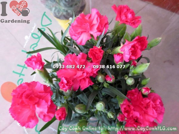 Hoa cẩm chướng đỏ nở rộ sau chăm sóc đúng kỹ thuật