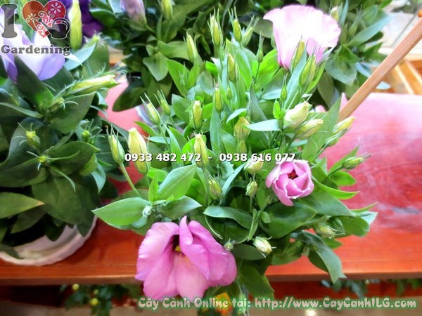 Cây hoa cát tường màu hồng cao 17cm – đặc điểm lá và hoa