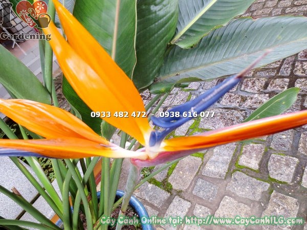 Cây hoa chim thiên đường Đà Lạt cao 1m2 – toàn cảnh cây tại vườn ILG