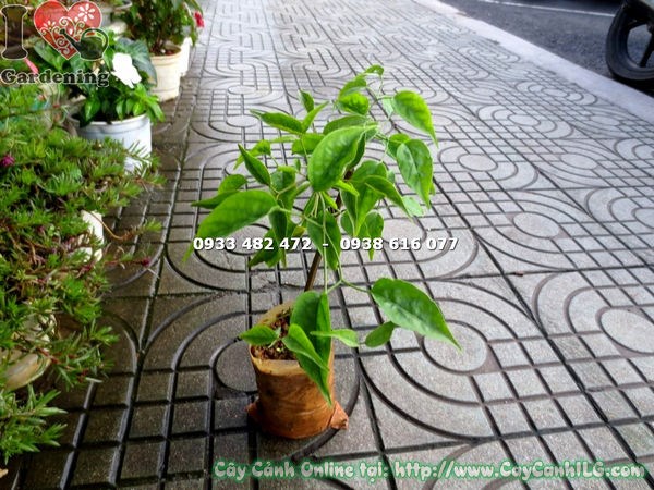 chăm sóc cây hoa chùm ớt giống cao 25cm