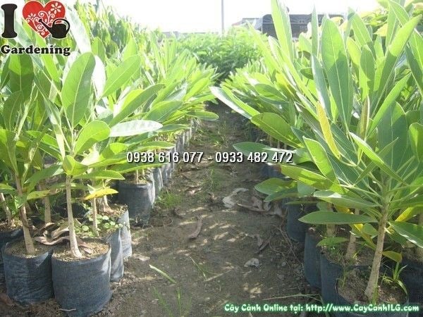 Cây hoa chuông vàng giống cao 60cm – nhân giống đẹp, đồng đều, sẵn sàng trồng dự án