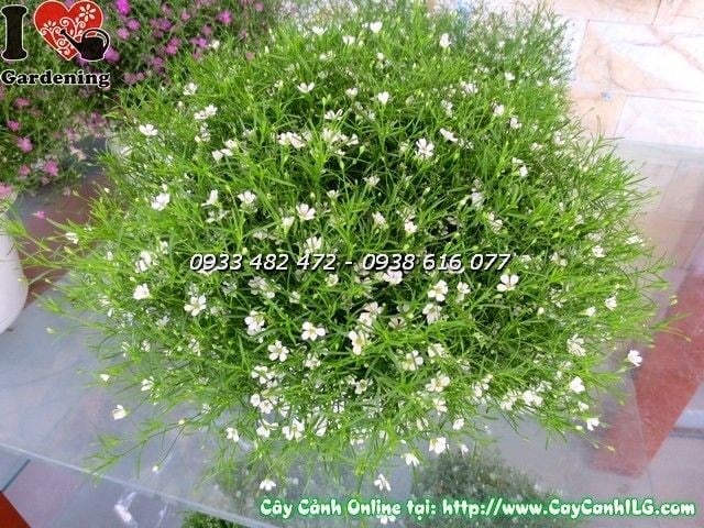 Hình ảnh cây hoa cúc baby màu hồng Ms 19840 tại vườn ILG