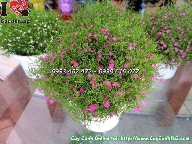 Chăm sóc cây hoa cúc baby màu hồng tại nhà – hướng dẫn chi tiết