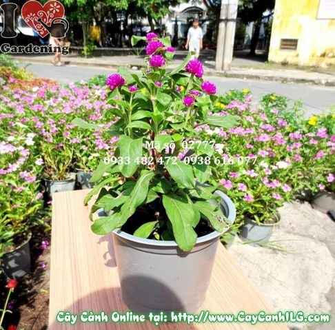cúc bách nhật tím trồng thành mảng – trang trí sân vườn, quán cà phê, công trình cảnh quan