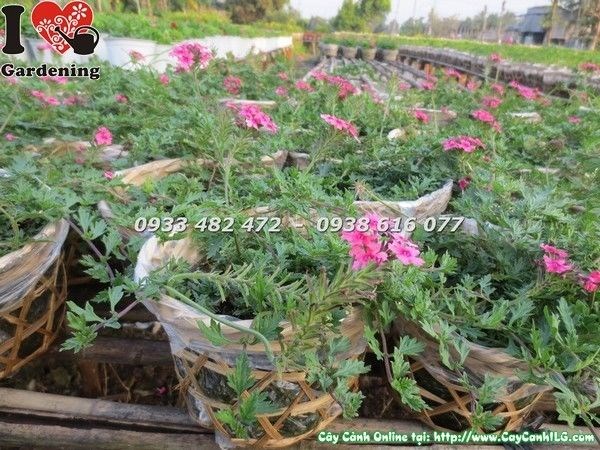 cây hoa cúc indo trồng chậu treo trang trí quán cà phê