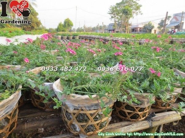hoa cúc indo nở đều dưới ánh sáng mặt trời