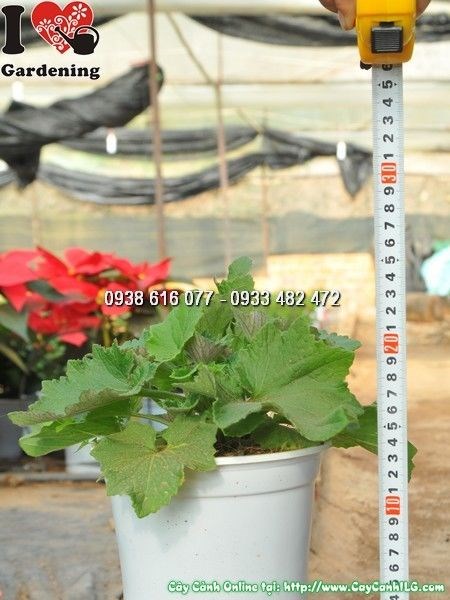 Cắt tỉa tạo dáng cây hoa cúc lá nho gọn đẹp