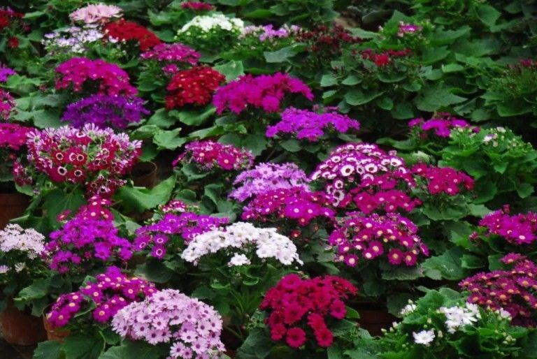 Kiểm tra sâu bệnh cây hoa cúc lá nho