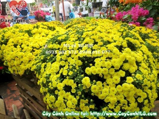 Cây hoa cúc mâm xôi cao 35cm màu vàng rực rỡ ngày Tết