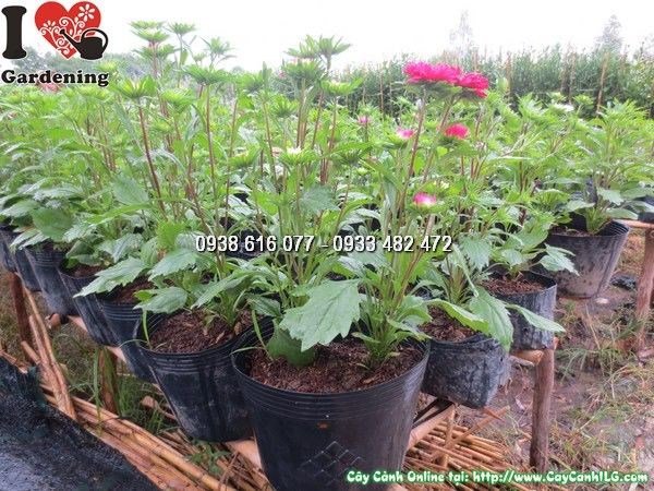 Cây hoa cúc màu đỏ giống mới cao 50cm – Ms 23860