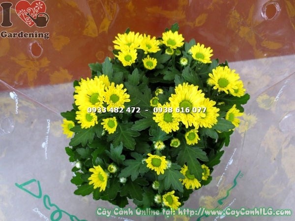 Cây hoa cúc pico màu vàng cao 15cm – sắc vàng rực rỡ, tán lá xanh mướt