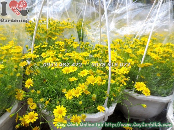 Cây hoa cúc sao băng chậu treo sắc vàng rực rỡ trang trí ngoại thất